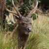 World’s End - Wanderung im atemberaubenden Horton Plains Nationalpark – Bild 4