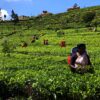 Nuwara Eliya - Little England und das Herz des Hochlandes – Bild 5