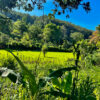 Wanderung auf den Ella Rock - Panoramablick, Flora und Fauna – Bild 5