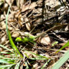 Wanderung auf den Ella Rock - Panoramablick, Flora und Fauna – Bild 11