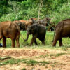 Udawalawe Elephant Transfer Home - Rehabilitation für Elefantenbabys – Bild 2